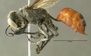 Media type: image;   Entomology 602881 Aspect: habitus lateral view